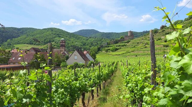 View through the vineyards of Alsace at the town of Kaysersberg with town view and hill top castle. Grape leaves dance in a gentle breeze.