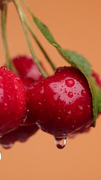 Juicy ripe red cherries with green leaves rotating and spinning while wet water droplets are raining splashing dripping and washing the fresh fruit in a vertical video on an orange background