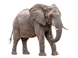 Obraz premium Powerful African elephant (Loxodonta africana) isolated on transparent, showcasing textured skin and large tusks.