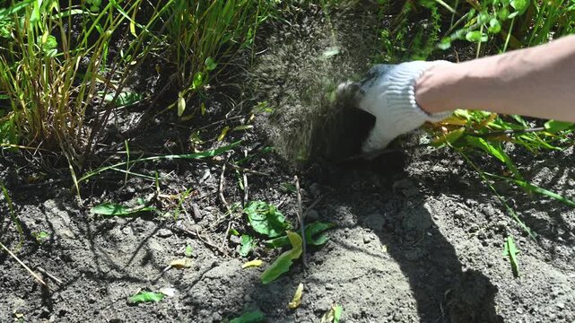 Removing weeds in the home garden. Cleaning the top layer of soil in the garden from plants. A hand in gardening gloves pulls out a weed