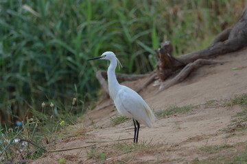 Fototapeta premium Snowy Egret (Egretta thula) standing on the ground