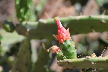 Red cactus flower on a green thorny cacti. © Viktor