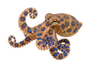 Vibrant blue-ringed octopus showcasing distinct blue rings and textured body, a beautiful yet dangerous marine species. © Ricky
