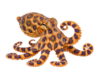 Striking blue-ringed octopus (Hapalochlaena spp.) showcasing its vibrant warning coloration and intricate patterns. © Ronald