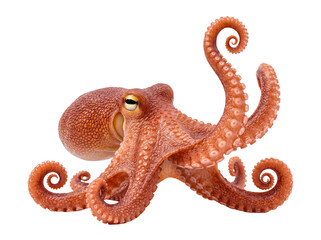 A dynamic common octopus gracefully moving, with flowing tentacles and textured skin. © Gail