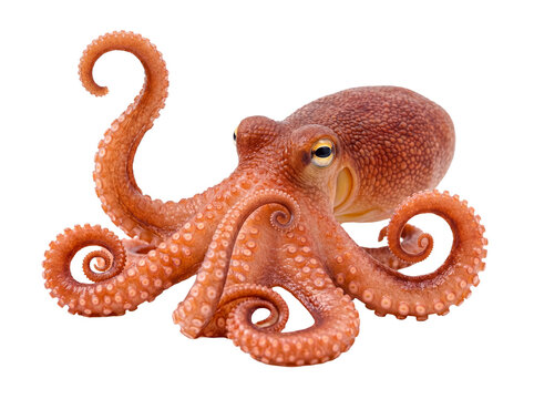 A common octopus posing with a raised tentacle, showcasing its curious gaze and textured body on a transparent.