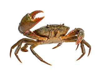 Fresh raw crab with prominent pincer and natural coloration, ready for cooking and gourmet culinary preparation. © Ricky