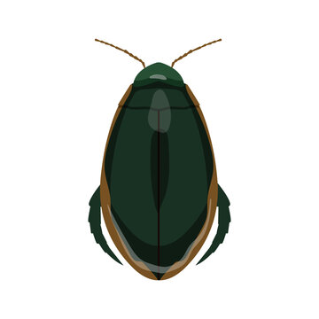 Vector illustration of a predatory diving beetle, dytiscus marginalis insect isolated on white background.