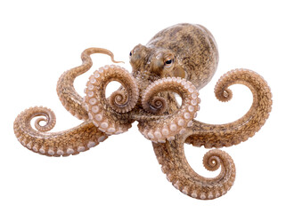 Raw octopus with textured skin and intricately coiled tentacles, highlighting its suckers. © Gail