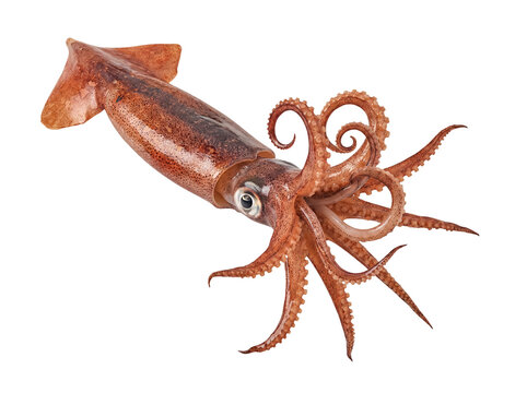 Fresh market squid with elegant curled tentacles, showcasing pristine form and texture, on a transparent background.