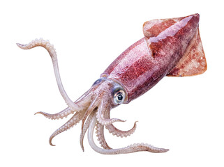Fototapeta premium Fresh raw squid, a delectable marine delicacy, isolated on a transparent background, ready for culinary preparation.
