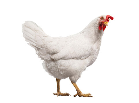Domestic white hen standing gracefully, an elegant and common farm animal, isolated on a transparent background.