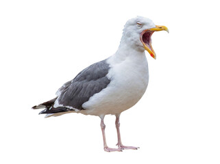 Majestic seagull captured in a striking studio photograph, with its beak wide open in a loud squawk or yawn. © Chris