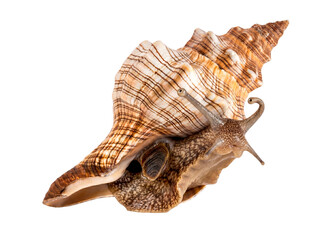 Close-up of a large marine sea snail, a living whelk with an intricate spiral shell, isolated on transparent background. © Ricky