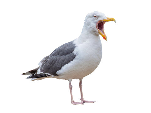 Majestic seagull captured in a striking studio photograph, with its beak wide open in a loud squawk or yawn.