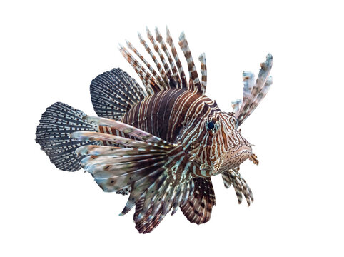 Stunning exotic lionfish with intricate striped patterns and flowing fins, isolated on a transparent background.