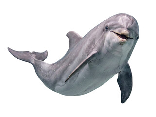 A graceful photograph of a bottlenose dolphin swimming serenely underwater, captured with its iconic smile. © Chris