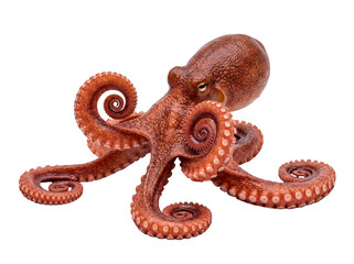 Detailed photograph of a brown octopus with intricately curled tentacles and visible suckers. © Jennafer