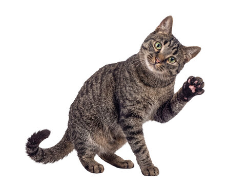 Playful domestic tabby cat with bright green eyes lifting its paw, isolated on a transparent background.