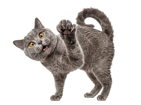 Engaging photograph of a grey British Shorthair cat standing with a raised paw.