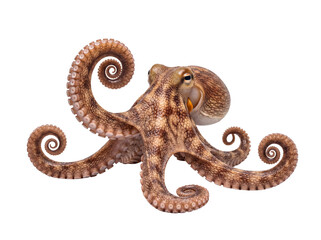 Realistic brown octopus with natural textured skin and elegantly positioned tentacles, an intriguing marine animal. © Jennafer