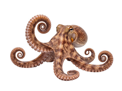 Realistic brown octopus with natural textured skin and elegantly positioned tentacles, an intriguing marine animal.