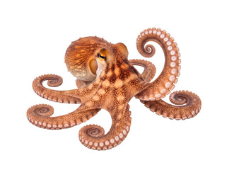 Elegant common octopus (Octopus vulgaris) with gracefully curled tentacles, intricate skin texture. © Jennafer