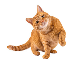 Playful orange tabby cat sitting with a cute head tilt and raised paw, looking attentively at the camera. © Jennafer