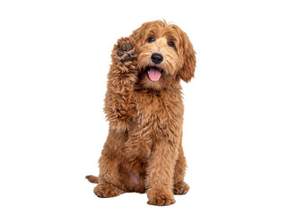 Charming goldendoodle puppy sitting with one paw raised, looking inquisitively at the camera with a happy expression. © Jennafer