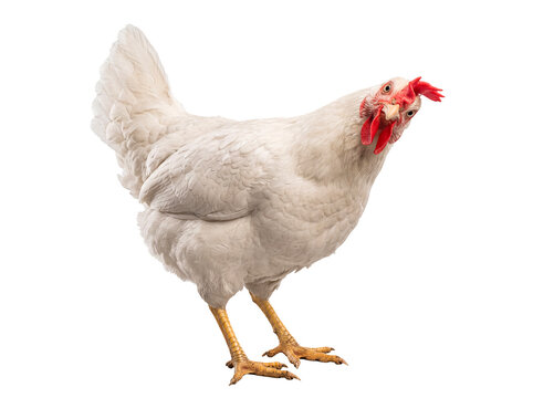 White Leghorn hen standing and looking directly at the camera with a curious expression, close-up photograph.