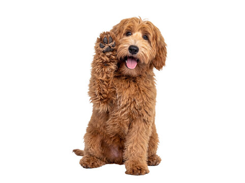 Charming goldendoodle puppy sitting with one paw raised, looking inquisitively at the camera with a happy expression.