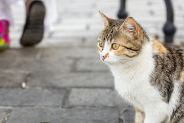 Close up profile portrait of a stray calico cat on the street with a blurred person walking in the background in Istanbul, Turkey. Famous Turkish street cat or kedi. © Rochu_2008