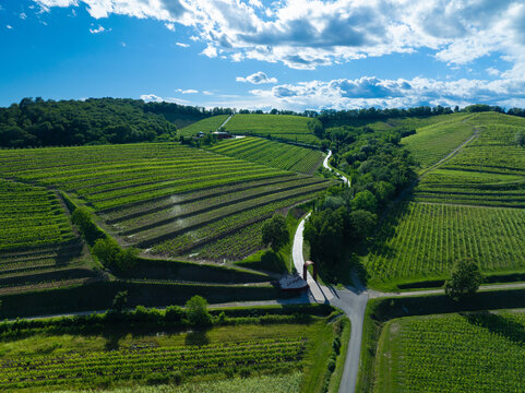 Veduta aerea dei vigneti La Viarte nei Colli Orientali del Friuli, Italia, con etichette dei vitigni