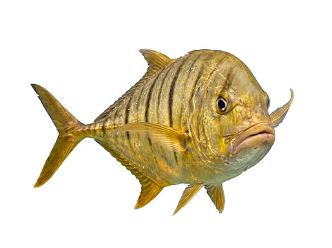 Powerful golden trevally fish with distinctive stripes and an intense gaze, swimming.