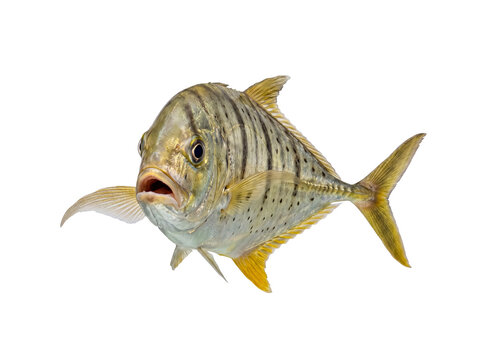 Majestic golden trevally fish with an open mouth, showcasing striking stripes, swimming.