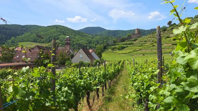 View through the vineyards of Alsace at the town of Kaysersberg with town view and hill top castle. Upward panning motion.