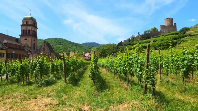 Vineyards of Alsace at the town of Kaysersberg with church and hill top castle. Walking motion.