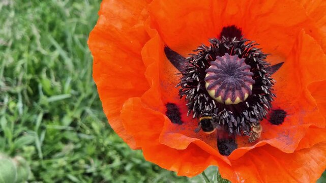 On a poppy inflorescence, bees and bumblebees collect pollen. Close-up of a red poppy flower with insects. Poppy flower on a blurred green grass background. Nature and pollination concept