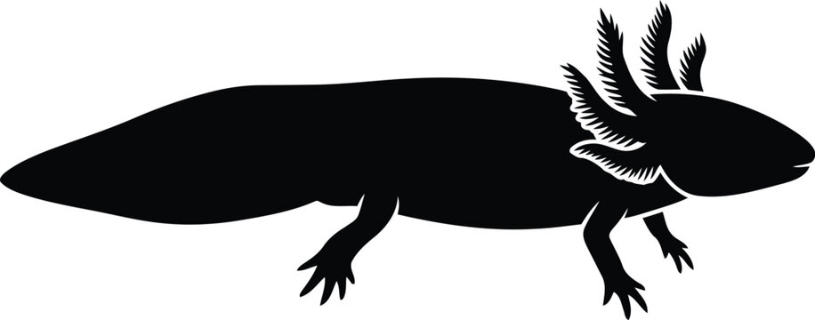 Silhouette of an axolotl, a unique aquatic salamander with external gills, vector illustration