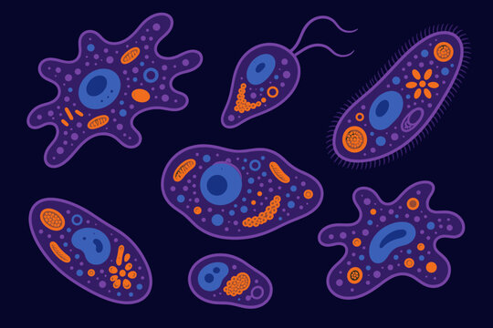 Unicellular organisms like amoeba and paramecium are illustrated in a stylized vector format showing internal cell structures, nuclei, and organelles for educational biology