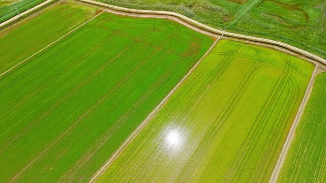 Aerial view of flooded rice fields in Ebro Delta, Catalonia, Spain, geometric agricultural patterns with irrigation water reflecting sunlight 