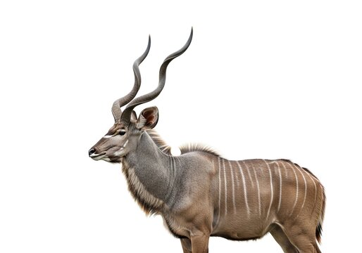 Majestic male greater kudu antelope with long spiral horns standing in profile, isolated on white background