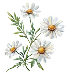 Fototapeta premium watercolor of Daisy Branch graphic, isolated on a white background.