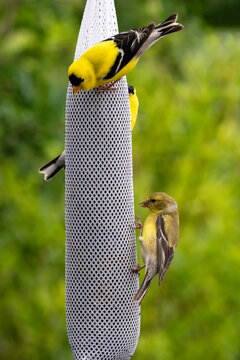 Goldfinches (Spinus tristis) feeding on nyger seed; Laramie, Wyoming