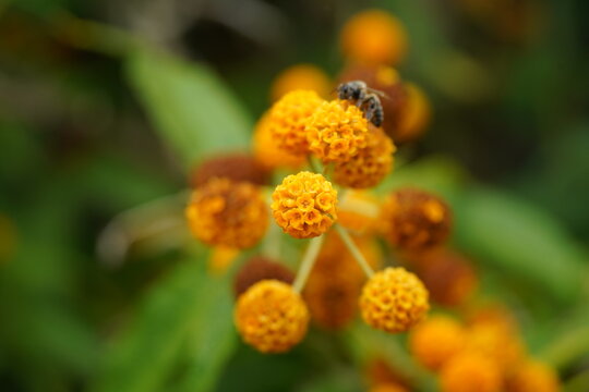 Honeybee Pollinating Golden Orange Buddleja Globosa Flowers