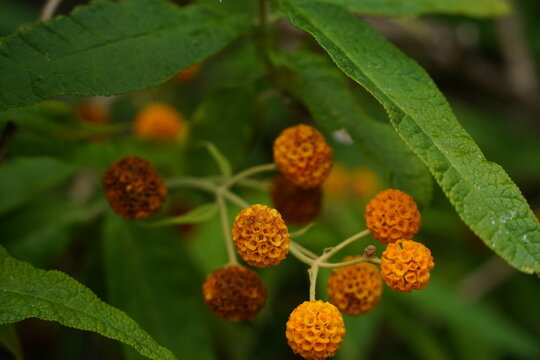 Honeybee Pollinating Golden Orange Buddleja Globosa Flowers