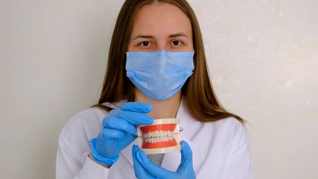 A dentist shows a model of a jaw. Selective focus.