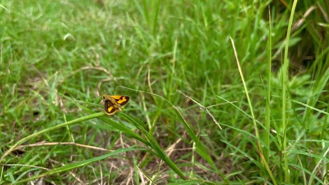 Close up of a Potanthus skipper butterfly sitting on a blade of grass in the meadow