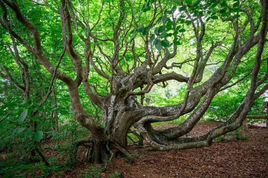 Ancient mysterious tree with gnarled, twisted branches and powerful roots in a lush green forest. Majestic crooked beech tree (S&uuml;ntel beech style) with a dense green canopy and a carpet of autumn leav