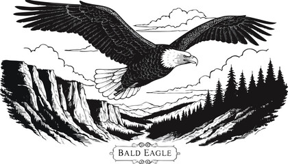 Very beautiful black-and-white engraved vector illustration featuring BALD EAGLE soaring above a dramatic mountain valley, showcasing detailed feather textures, expansive wings, rugged cliffs, distant © williamnoah